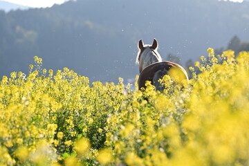 Insektenplage. Schönes Pferd frei zwischen gelben Blumen auf einer Wiese wird von Insekten attackiert.