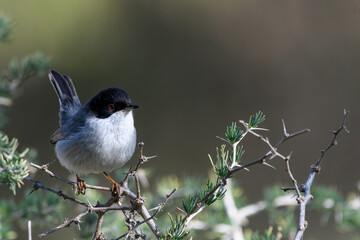 Male Sardinian Warbler perching