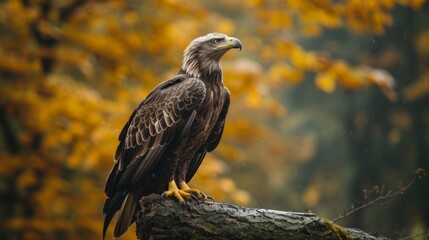 Fototapeta premium Majestic Eagle Perched on a Branch