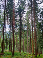 Vertical photo of the forest near Bad Teinach Zavelstein Germany