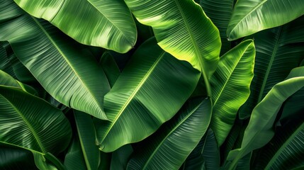 Fototapeta premium Tropical Green Banana Leaves
