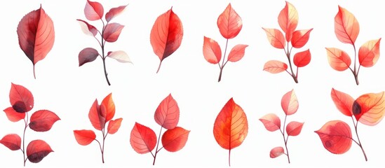 Isolated red autumn leaves of apple trees for design.