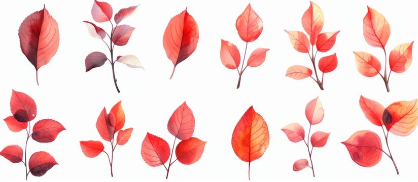 Isolated red autumn leaves of apple trees for design.