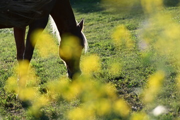 Insektenplage. Schönes Pferd frei zwischen gelben Blumen auf einer Wiese wird von Insekten...