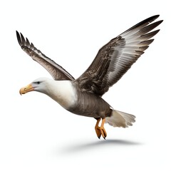 Fototapeta premium a albatros, studio light , isolated on white background