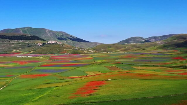 Lentil flowering with poppies and cornflowers in Castelluccio di Norcia, national park sibillini mountains, Italy, Europe