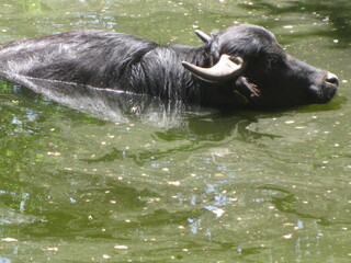 Schwimmender Büffel