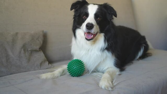 Pet activity. Funny puppy dog border collie holding toy ball in mouth playing on couch at home indoors. Purebred pet dog wants to playing with owner. Love for pets friendship companion concept
