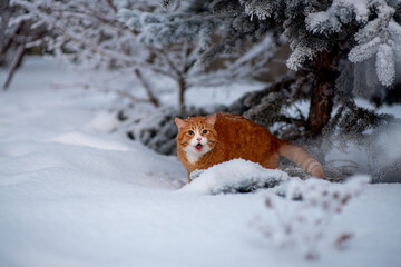 Ginger cat on the street in the snow. Winter season for animals