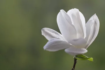 Gordijnen A white magnolia flower opened its fragile petals. © Soyka