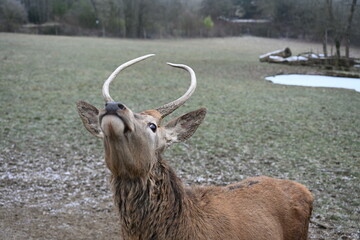 Young deer in with small antler in winter