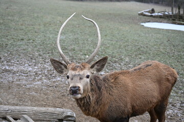 Young deer in with small antler in winter