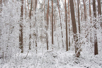 Beautiful Winter landscape, Trees and field covered with snow