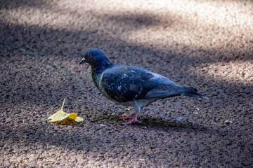 Tokyo, Japan, 30 October 2023 : Pigeon on city street with autumn leaves.