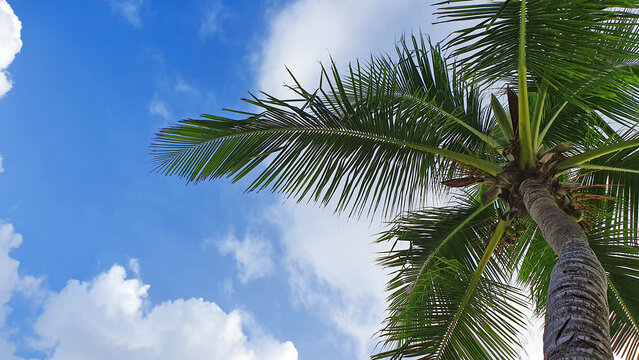 Tropical coconut palm tree with clear blue sky as copy space background.
