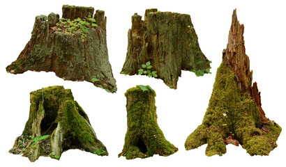 Stump PNG set. Old mossy stumps isolated