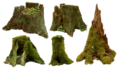 Stump PNG set. Old mossy stumps isolated