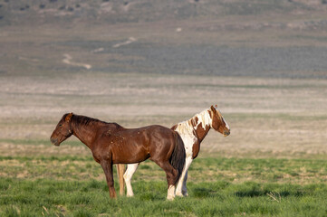 Obraz premium Wild Horses in the Utah Desert in Springtime