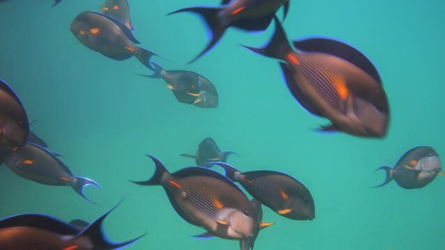 Sohal surgeonfish fish swimming in the sea