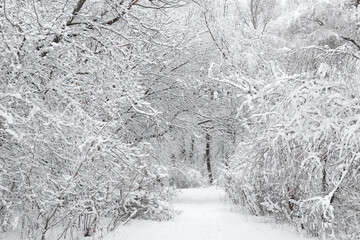 trees in the park covered with white snow. winter landscape in snow