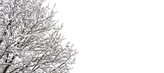 winter tree in snow against the sky. copyspace banner