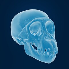 3d rendering of a chimpanzee-skull