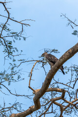 Legge's hawk-eagle (Nisaetus kelaarti) at Udawalawe National Park, Sabaragamuwa and Uva Provinces, Sri Lanka