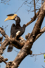Malabar pied hornbill (Anthracoceros coronatus) at Udawalawe National Park, Sabaragamuwa and Uva Provinces, Sri Lanka