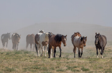 Obraz premium Wild Horses in the Utah Desert in Springtime
