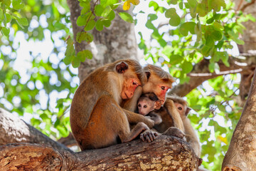 The toque macaques (Macaca sinica) in 
 Udawalawe National Park, Sabaragamuwa and Uva Provinces, Sri Lanka