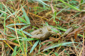 Cat poop on the grass, close up
