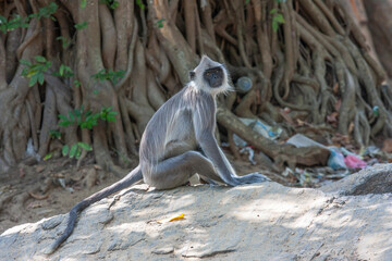 The western purple-faced langur (Semnopithecus vetulus nestor), at Udawalawe National Park, Sabaragamuwa and Uva Provinces, Sri Lanka