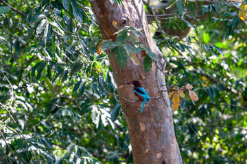 White-throated kingfisher (Halcyon smyrnensis) at Udawalawe National Park, Sabaragamuwa and Uva Provinces, Sri Lanka