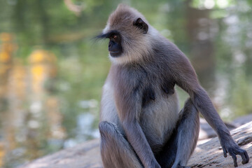 The western purple-faced langur (Semnopithecus vetulus nestor), at Udawalawe National Park, Sabaragamuwa and Uva Provinces, Sri Lanka