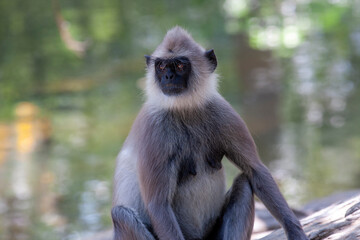 The western purple-faced langur (Semnopithecus vetulus nestor), at Udawalawe National Park, Sabaragamuwa and Uva Provinces, Sri Lanka