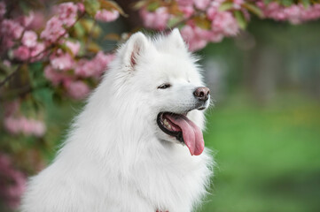 Portrait of a white samoyed dog in cherry blossom. Sakura tree. 