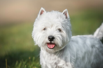 Portrait of a west highland white terrier dog