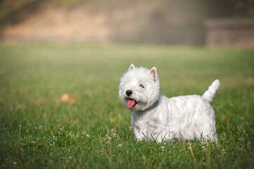 West highland white terrier  in the summer park. Funny dog