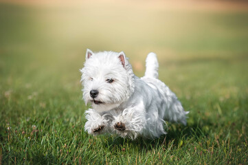 west highland white terrier run on the green grass