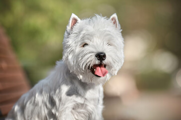 Portrait of a west highland white terrier dog
