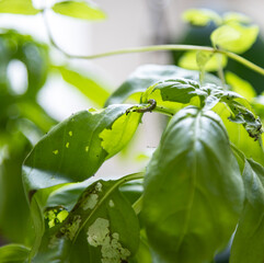 Destroyed green basil leaves eaten by caterpillars