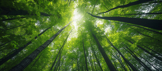 Fototapeta na wymiar bottom-up view of the crowns of tall trees in a dense green forest