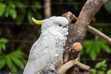 Tokyo, Japan, 31 October 2023: White Cockatoo perching on a branch.