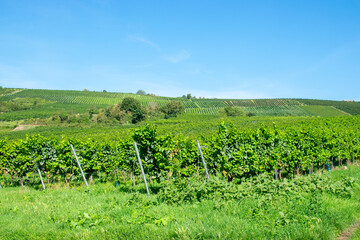 Large bunches of red and white wine grapes in vineyard.