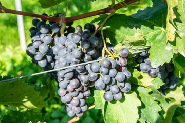 Large bunches of red wine grapes in vineyard.