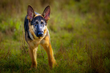 2021-11-29 A GERMAN SHEPARD PUPPY STANDING IN A GREEN FIELD WITH EARS UP AND A BLURRY BACKGROUND