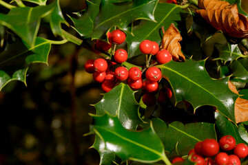 Holly trees with fruit in autumn in Monte Gorbea. Spain.close-up
