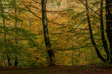 BEAUTIFUL IMAGE OF A COLORFUL BEECH TREE IN AUTUMN IN THE NATURAL PARK OF GORBEA.SPAIN.NATURA 2000...