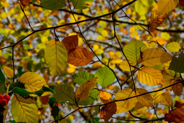 Obraz premium Beautiful beech forest with multicolored leaves in autumn.Mount Gorbea.Basque Country. Spain. Gorbea Natural Park. Natura 2000 Network