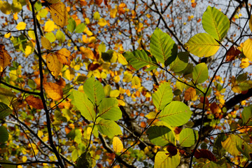Beautiful beech forest with multicolored leaves in autumn.Mount Gorbea.Basque Country. Spain....